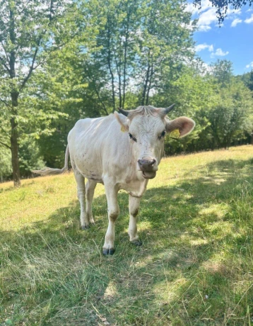 jalovica-big-1