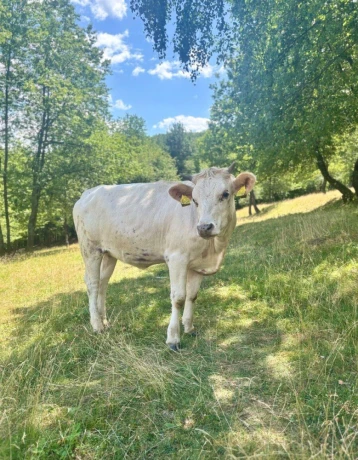 jalovica-big-0