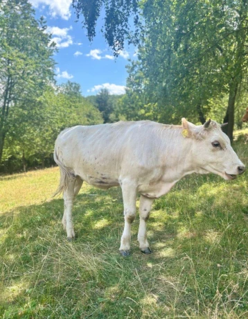 jalovica-big-2