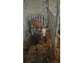 bycek-small-1