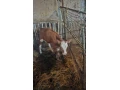 bycek-small-3