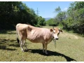 predam-jalovikcu-small-0