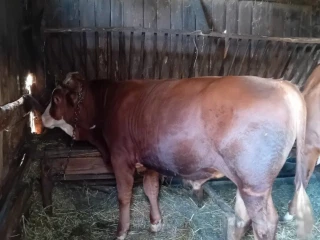 predaj-byka