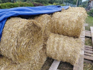 predam-slamu-slama-baliky-cca-25-kg
