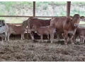 predam-byka-limousinegasconne-small-0