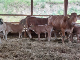 predam-byka-limousinegasconne