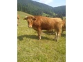 limousine-small-0