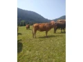 limousine-small-1