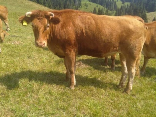 limousine