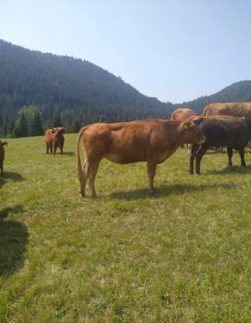 limousine-big-1