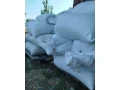psenica-na-predaj-small-0