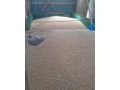psenica-small-0