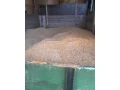 psenica-small-1