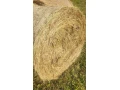 seno-120x120-small-0