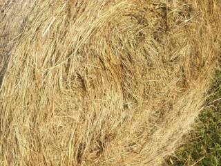 seno-120x120