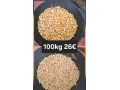 jacmen-psenica-small-0