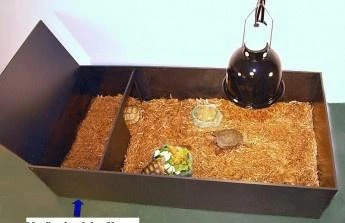 terarium-habistat-big-2