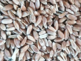 predam-psenicutritikale-jacmen