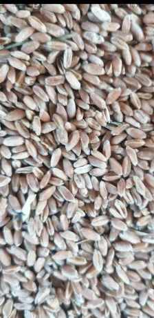 predam-psenicutritikale-jacmen-big-0