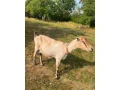 koza-small-1