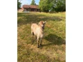 koza-small-2