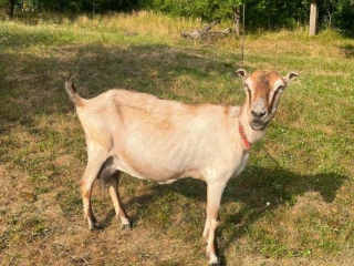 koza