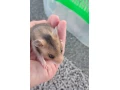 skrecok-syrsky-small-3