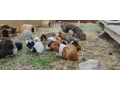 morciatka-z-domaceho-chovu-small-3