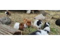 morciatka-z-domaceho-chovu-small-2