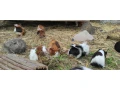 morciatka-z-domaceho-chovu-small-0