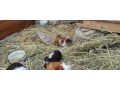 morciatka-z-domaceho-chovu-small-1