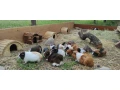 morciatka-z-domaceho-chovu-small-4