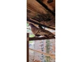 holuby-polsky-rys-small-3