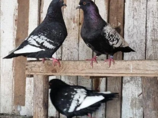 holuby-polsky-rys