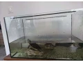 korytnacky-small-0