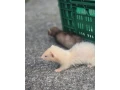fretky-small-3