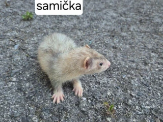 fretky