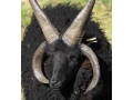 ovce-hebridean-small-0