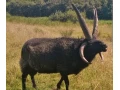 ovce-hebridean-small-1