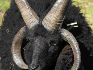 ovce-hebridean