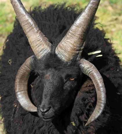 ovce-hebridean-big-0
