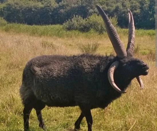 ovce-hebridean-big-1