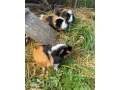 morske-prasiatko-small-0