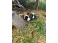 morske-prasiatko-small-1