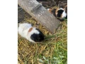 morske-prasiatko-small-2