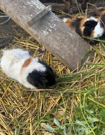 morske-prasiatko-big-2