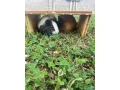 novy-domov-pre-morcata-small-2