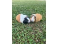 novy-domov-pre-morcata-small-0