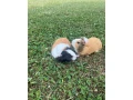 novy-domov-pre-morcata-small-1