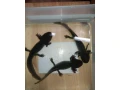 axolotl-mexicky-small-0